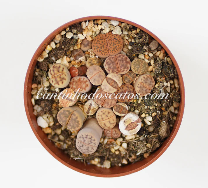 Lithops