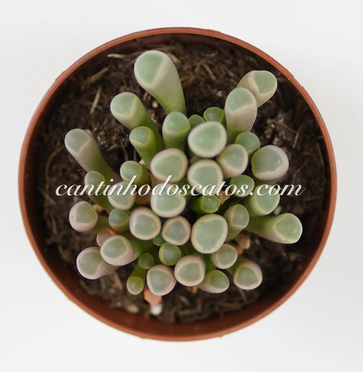 Fenestraria