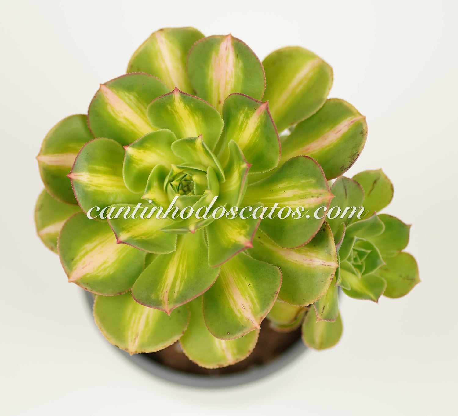 Aeonium