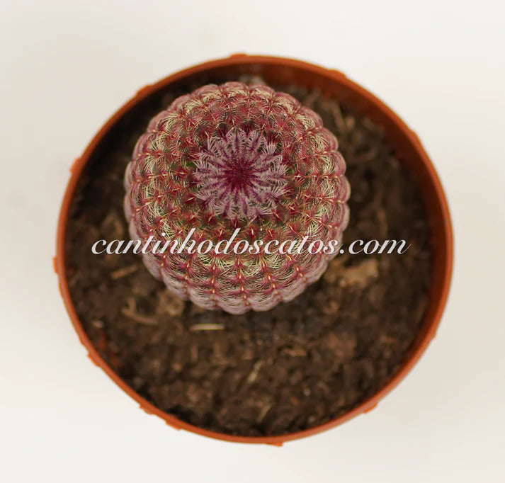 Echinocereus