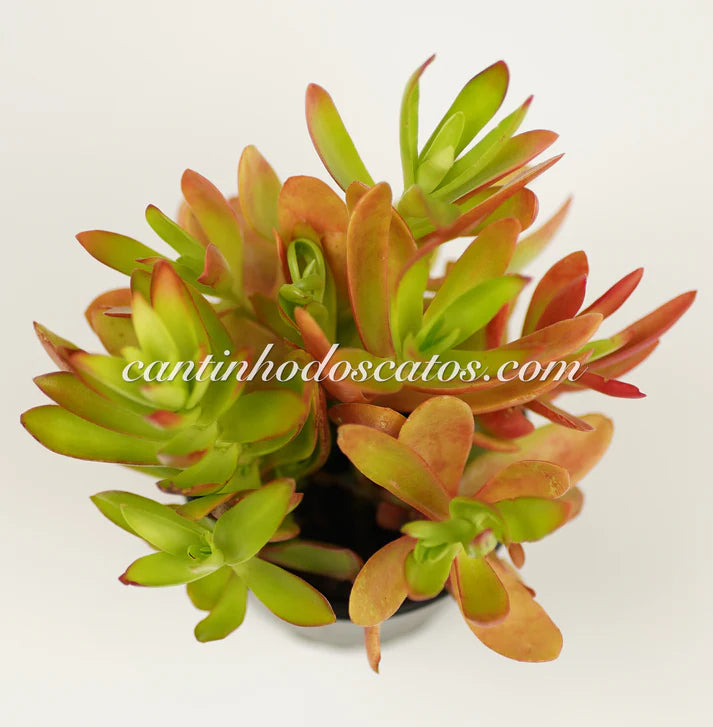 Crassula