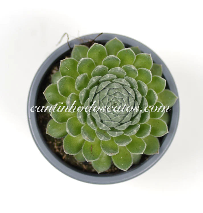 Sempervivum