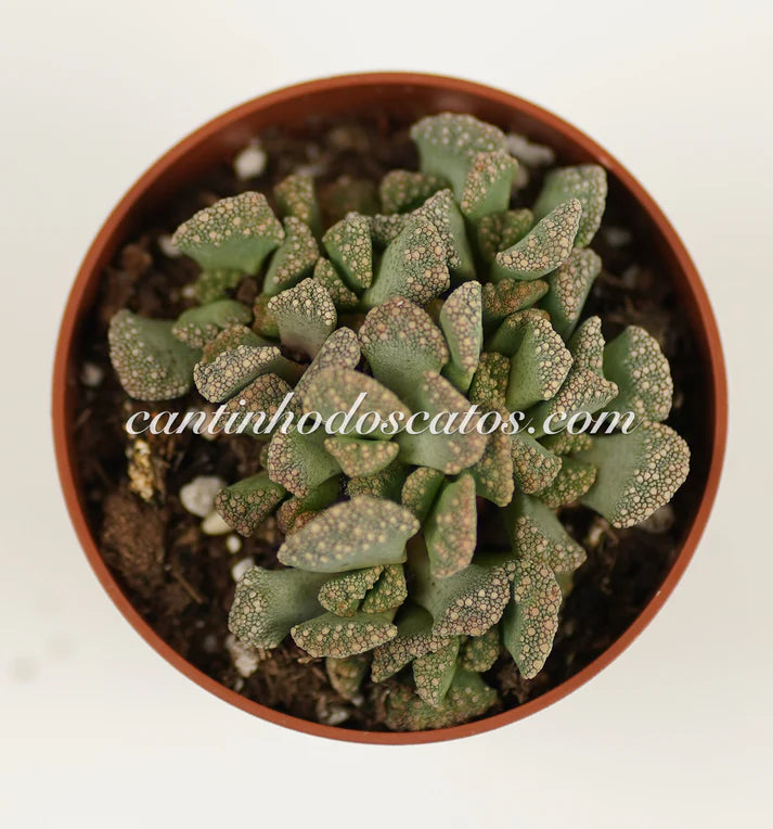 Titanopsis