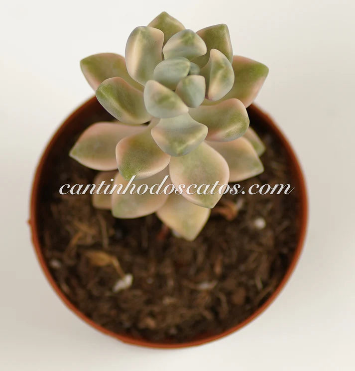 Graptoveria