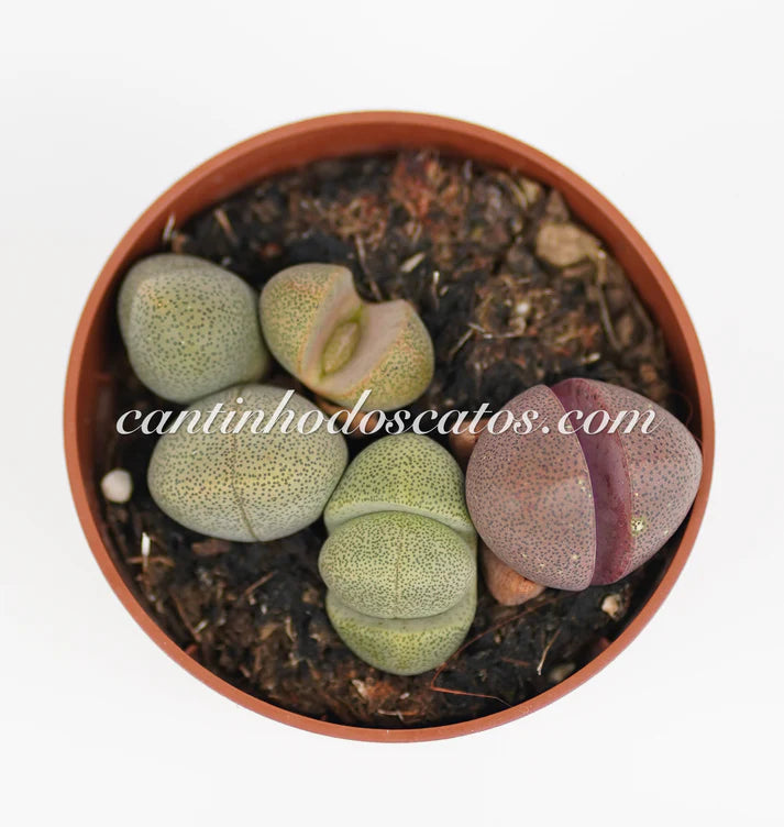 Pleiospilos