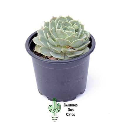 Echeveria Fury
