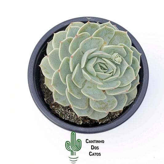 Echeveria Fury