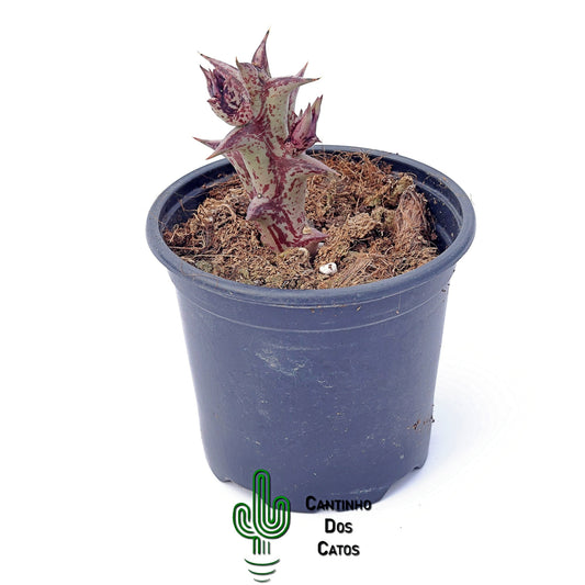Huernia Alice