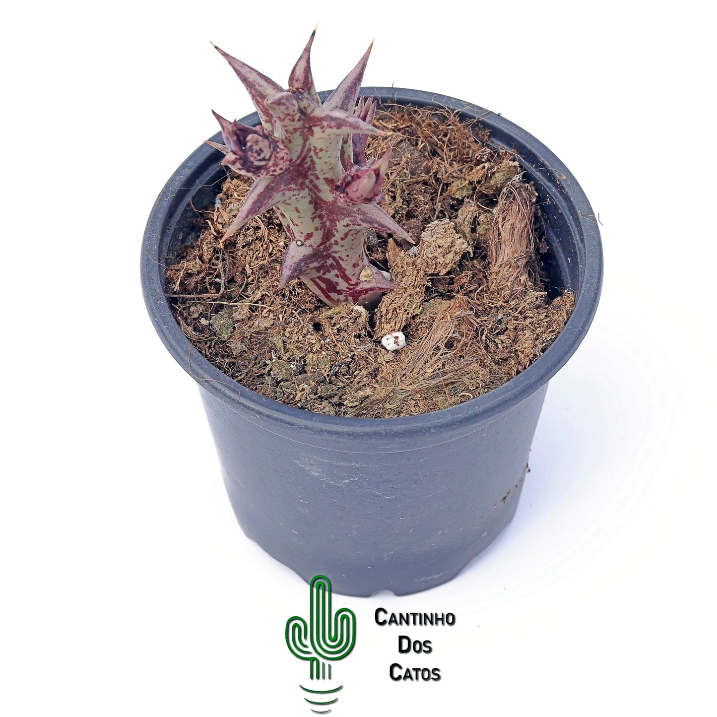 Huernia Alice