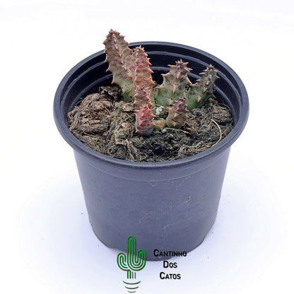 Huernia Primulina