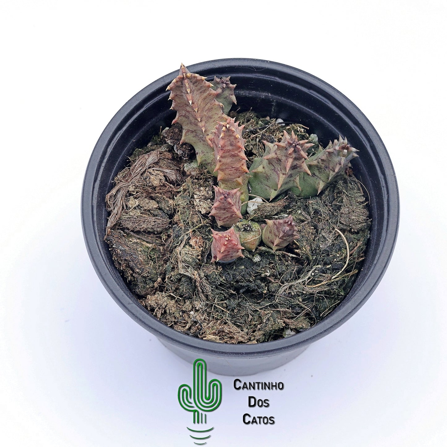 Huernia Primulina