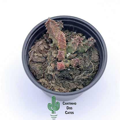 Huernia Primulina