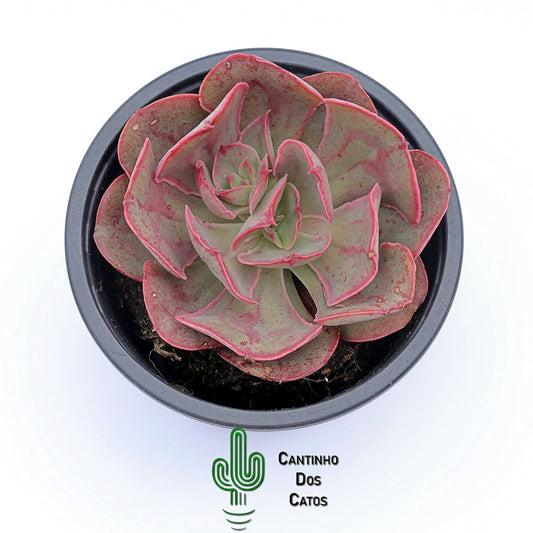 Echeveria Red Prince