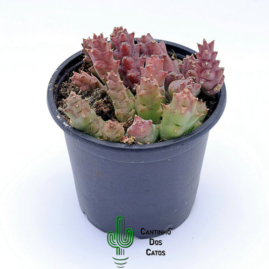 Stapelia Variegata vs Halipedicola