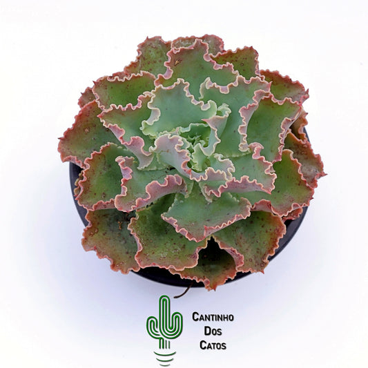 Echeveria Blue Waves