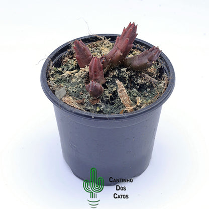 Stalepia Schinzii Var. Angolensis