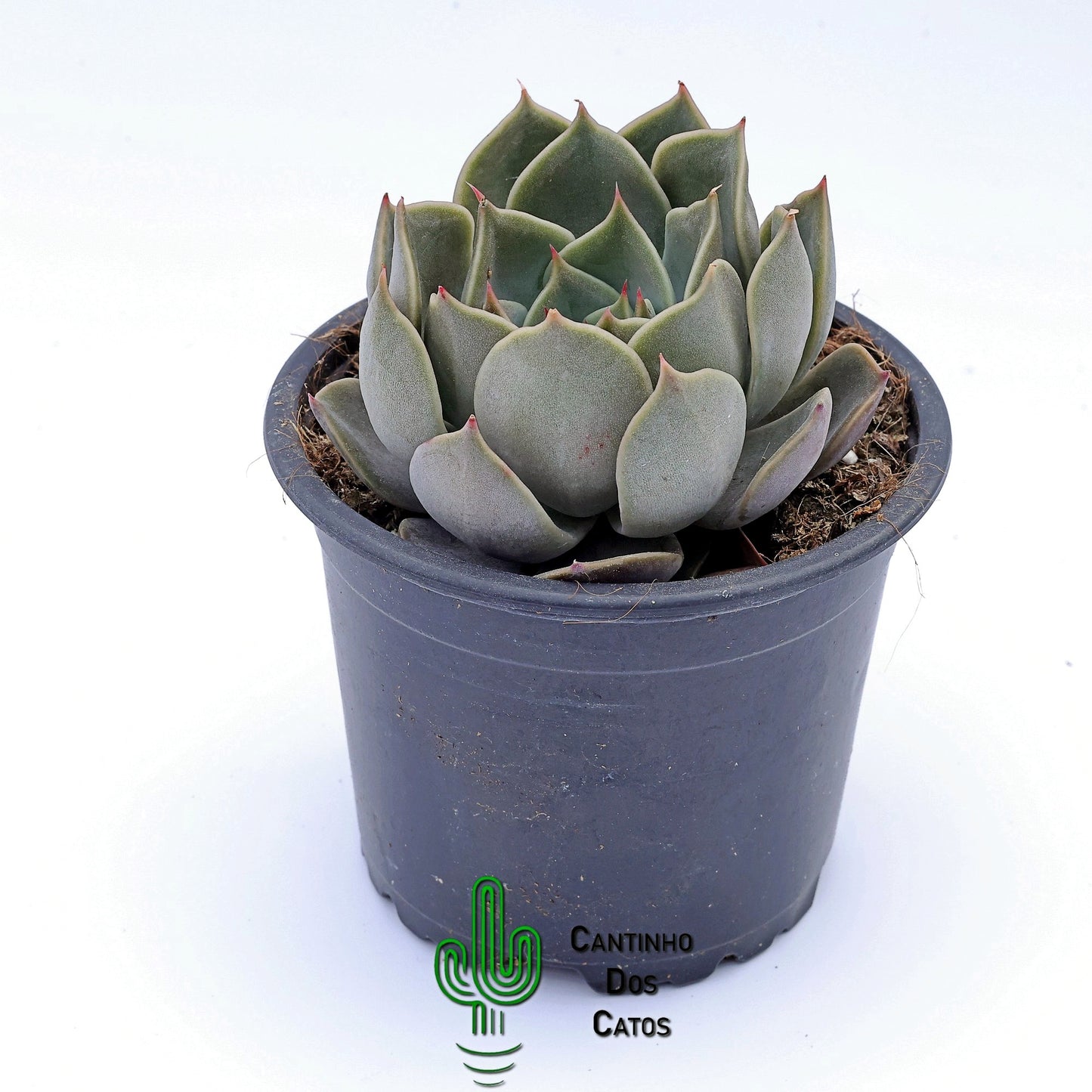 Echeveria Starligth