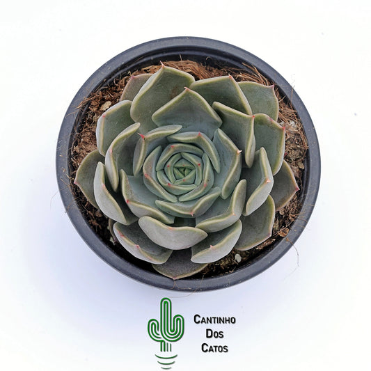 Echeveria Starligth