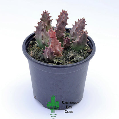 Huernia Campanulata