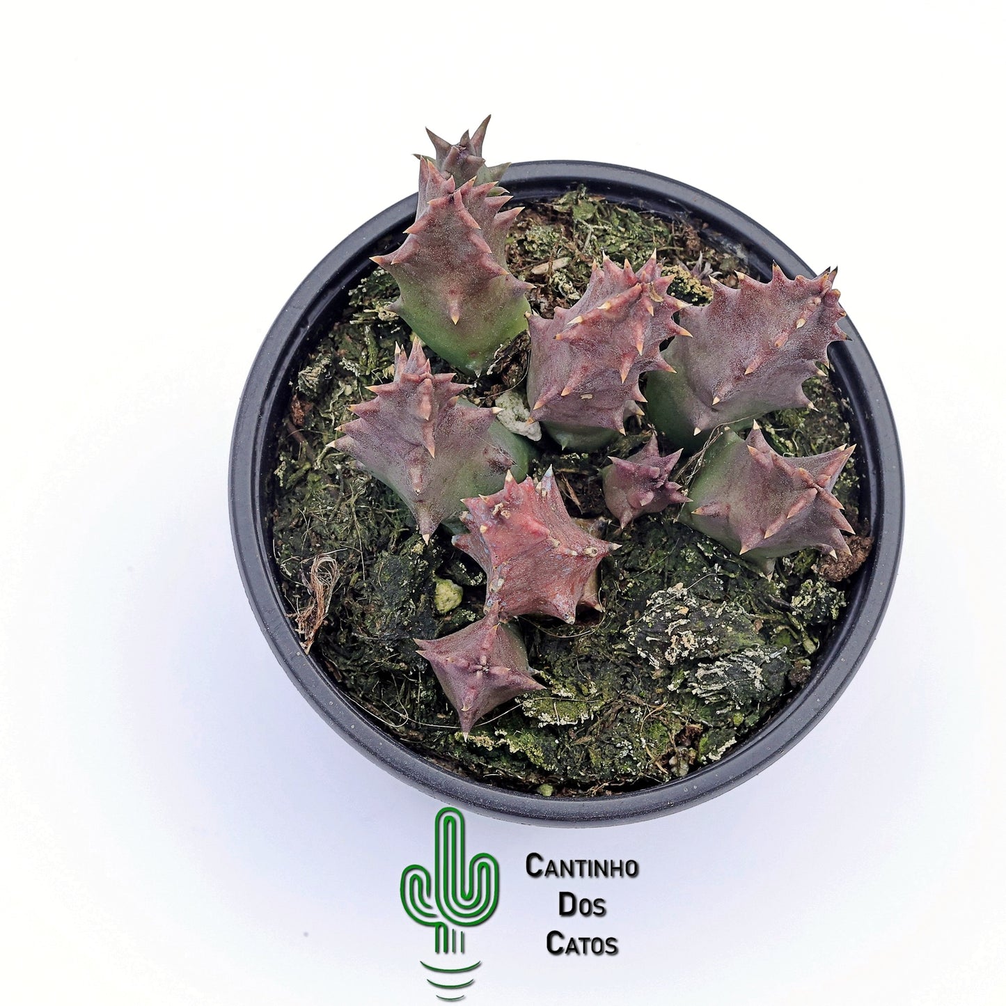 Huernia Campanulata