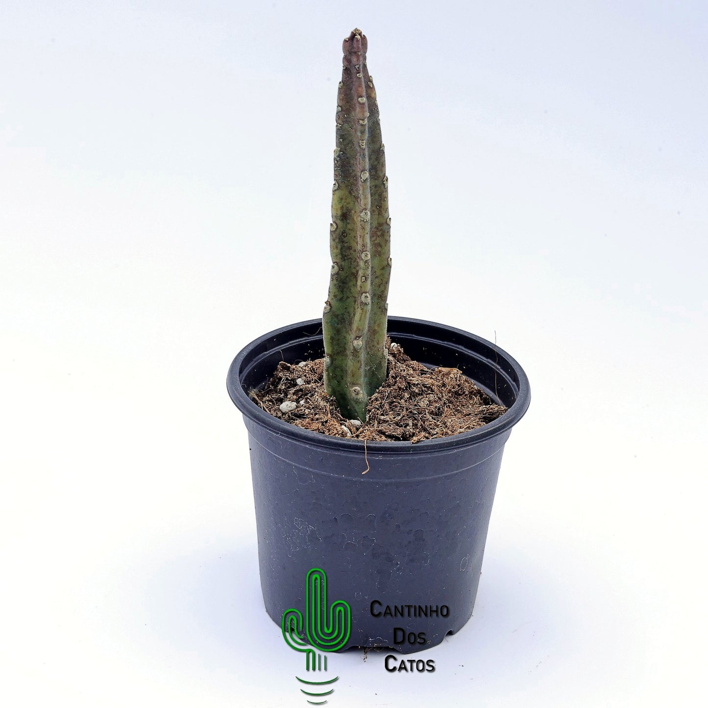 Stapedia Leendertziae
