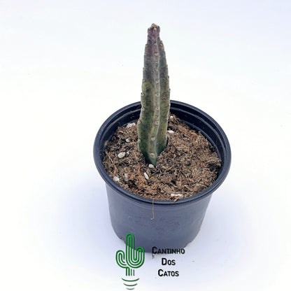Stapedia Leendertziae