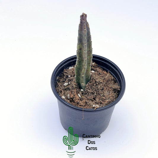 Stapedia Leendertziae