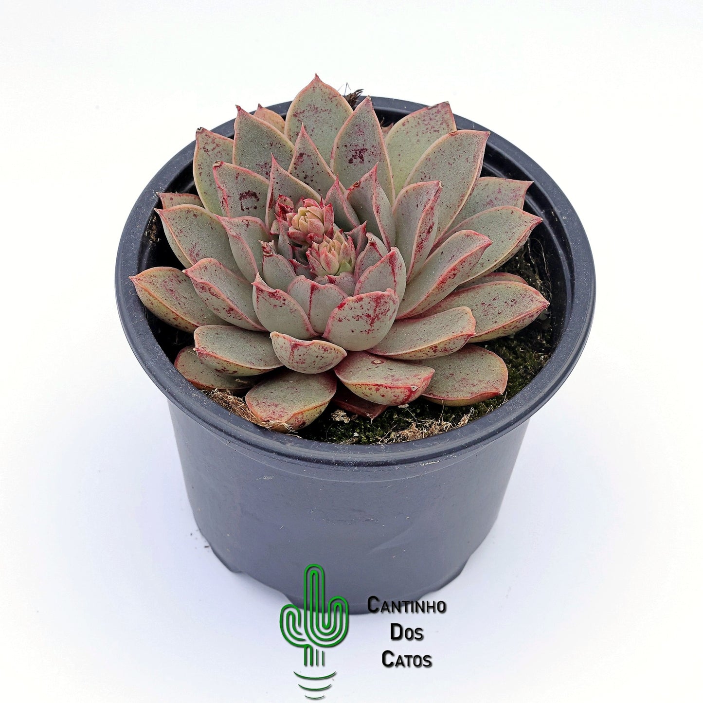 Echeveria Punita
