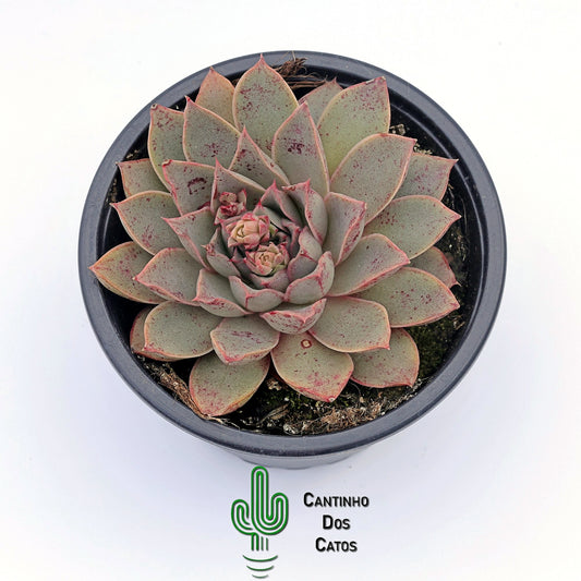 Echeveria Punita