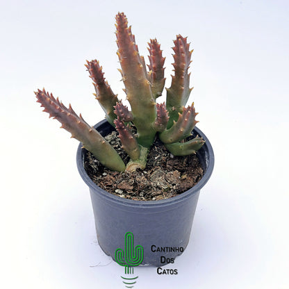 Stapelia Mutabilis
