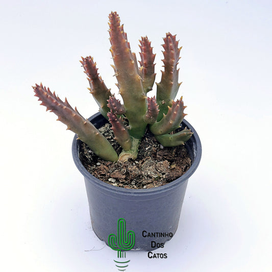 Stapelia Mutabilis