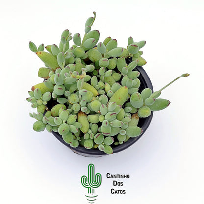 Cotyledon Orbiculata Happy Day