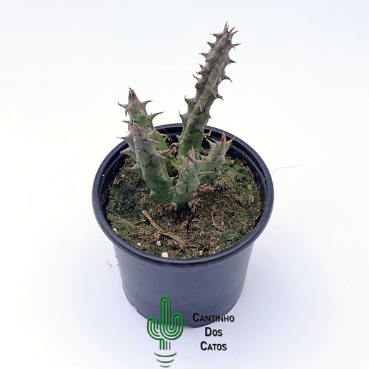 Huernia Mccoyi