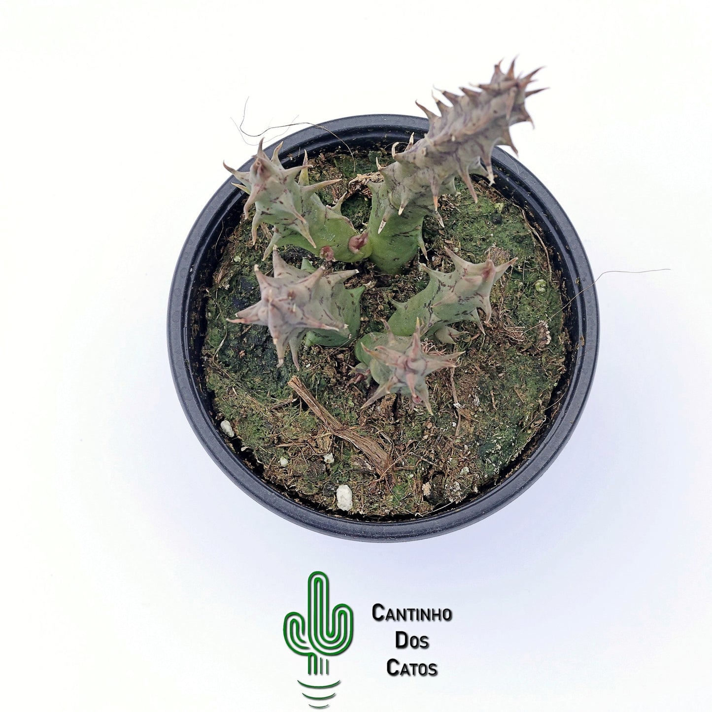 Huernia Mccoyi