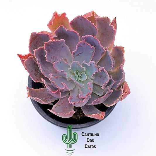 Echeveria Purple Dance