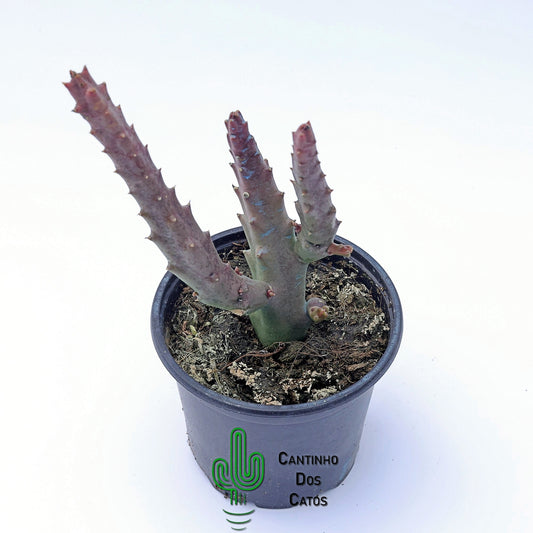 Stapelia Berlinensis