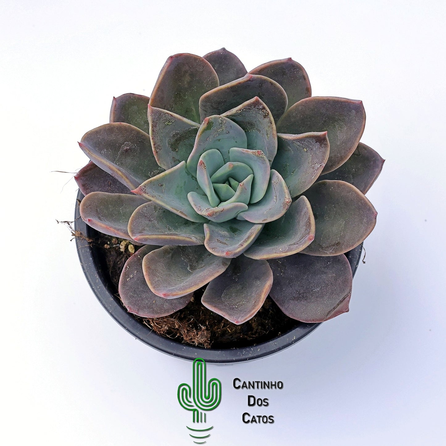 Echeveria Blue Prince