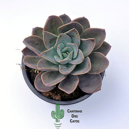 Echeveria Blue Prince
