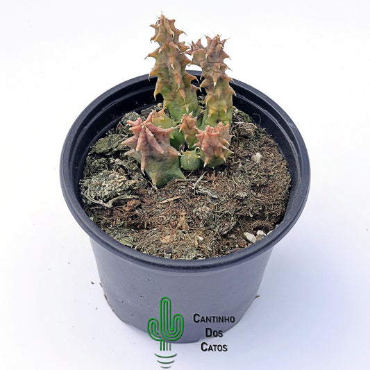Huernia Yemenensis