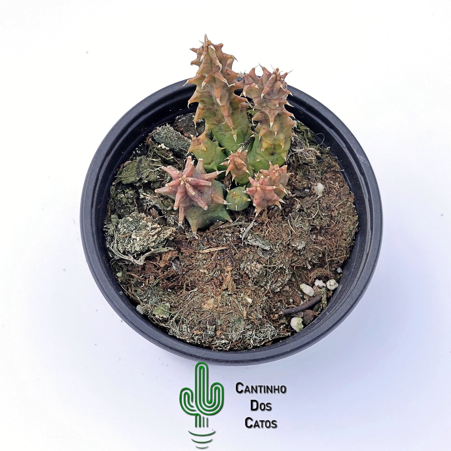 Huernia Yemenensis