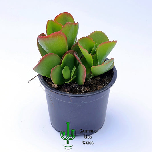 Kalanchoe Vivien