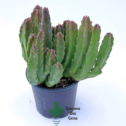Stapedia Grandiflora Híbrida
