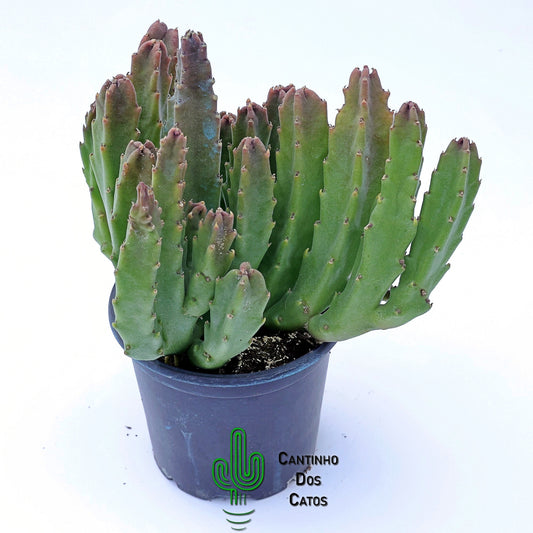 Stapedia Grandiflora Híbrida