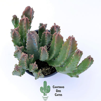 Stapedia Grandiflora Híbrida