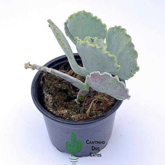 Cotylendon Orbiculata Oblonga Undulata