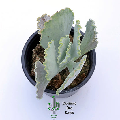 Cotylendon Orbiculata Oblonga Undulata