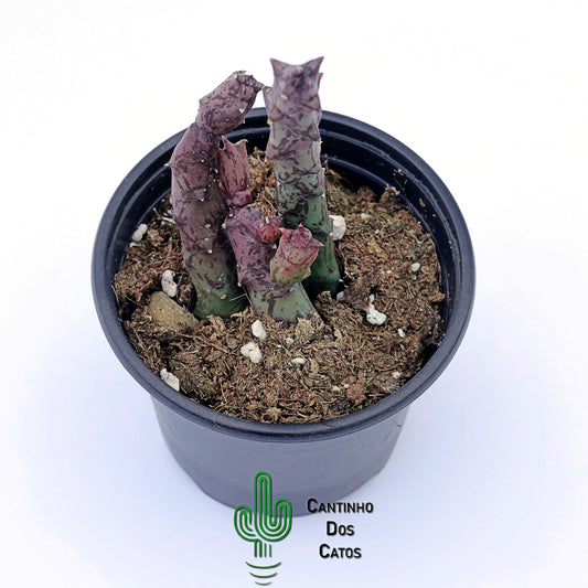 Orbeanthus Hardyi