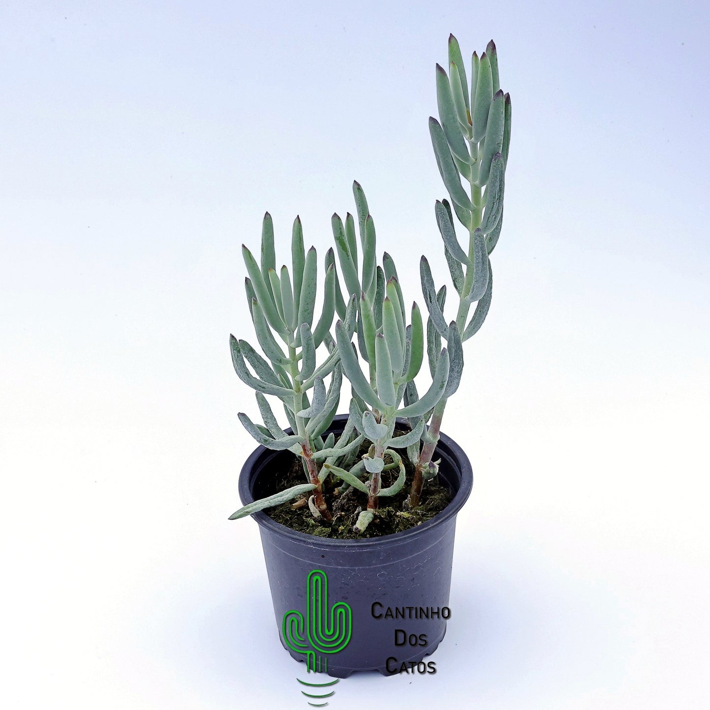 Cotyledon Orbiculata