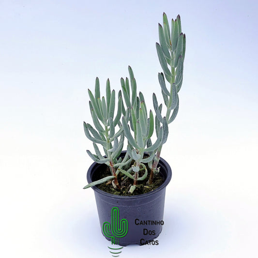 Cotyledon Orbiculata