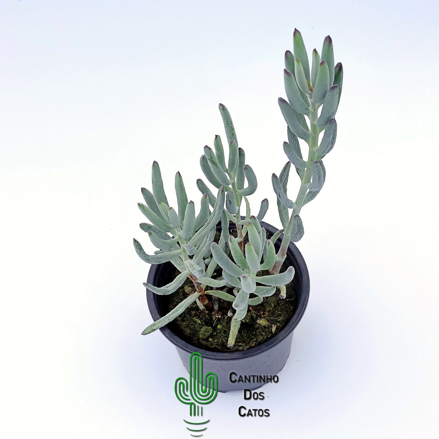 Cotyledon Orbiculata